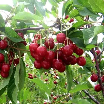 Вишня ТУРГЕНЕВКА в Мозыре