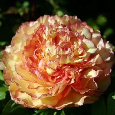 Пион ЗОЛОТАЯ РОССЫПЬ древовидный в Мозыре