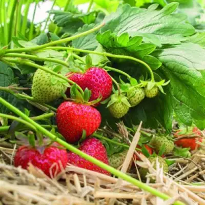 Клубника ЭЛЬСАНТА в Мозыре