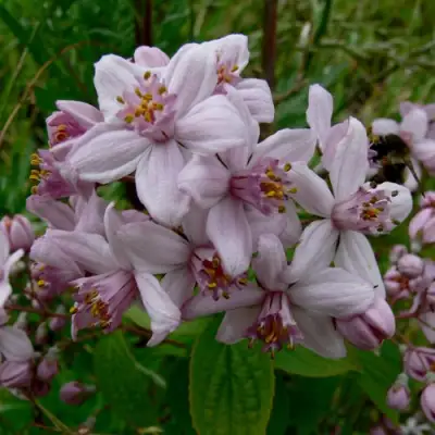 Дейция МОУНТ РОУЗ в Мозыре