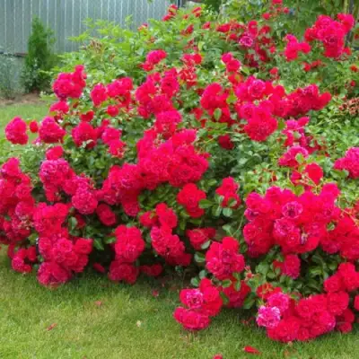 Роза РАДОСТЬ САДОВНИКА (ГАРТЕН ФРОЙДЕ) почвопокровная в Мозыре