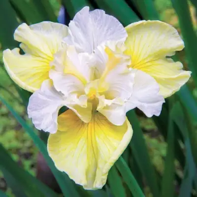 Ирис ЙЕЛЛОУ ТЕЙЛ сибирский в Мозыре