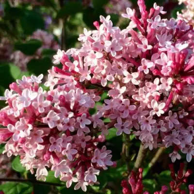 Сирень РЕД ПИКСИ в Мозыре