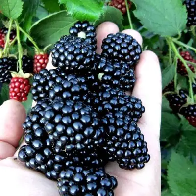 Ежевика ПОЛАР бесшипная  в Мозыре