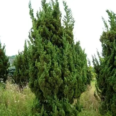 Можжевельник КАЙЗУКА китайский в Мозыре