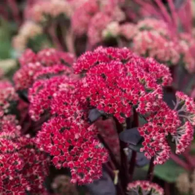 Очиток (седум) РЕД КАУЛИ в Мозыре