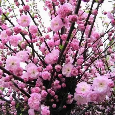 Миндаль ТРЁХЛОПАСТНЫЙ (луизеания) в Мозыре