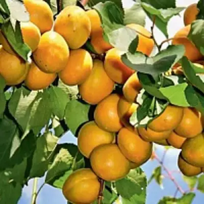 Абрикос БРЯНСКИЙ РАННИЙ в Мозыре