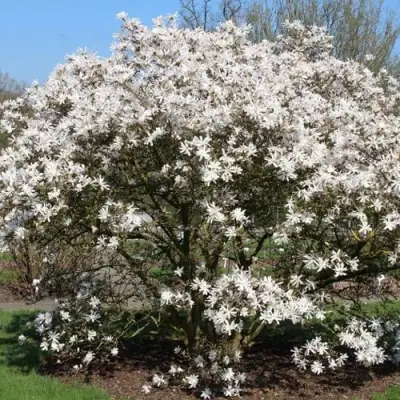 Магнолия КОБУС в Мозыре