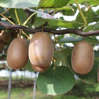 Актинидия ЗАКАРПАТЬЕ киви в Мозыре