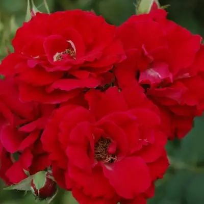 Роза ЧАМПЛЕЙН флорибунда в Мозыре