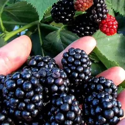 Ежевика ЭВЕРГРИН бесшипная  в Мозыре