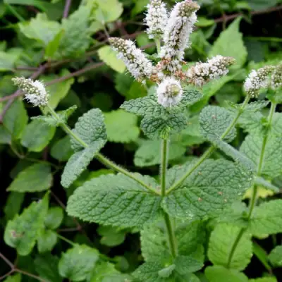 Мята яблочная в Мозыре