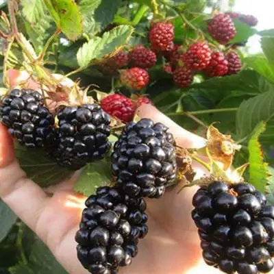 Ежевика НАВАХО бесшипная  в Мозыре