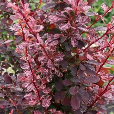 Барбарис РОУЗ ГЛОУ тунберга в Мозыре