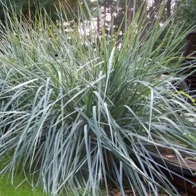 Элимус БЛЮ ДЮН песчаный в Мозыре