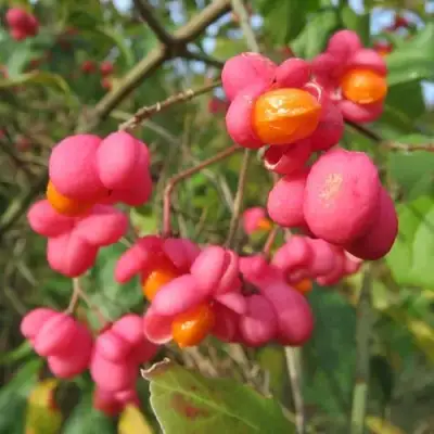 Бересклет ЕВРОПЕЙСКИЙ в Мозыре