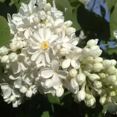 Сирень РОЧЕСТЕР в Мозыре