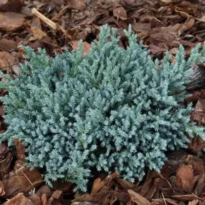 Можжевельник БЛЮ СПАЙДЕР чешуйчатый в Мозыре