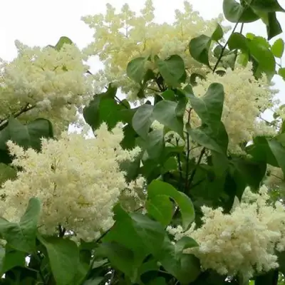 Сирень АМУРСКАЯ в Мозыре