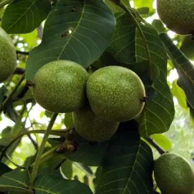 Грецкий орех ПИНСКИЙ в Мозыре