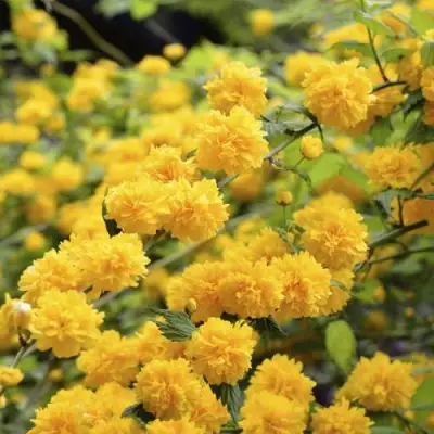 Керрия японская АУРЕОВАРИЕГАТТА в Мозыре