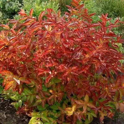 Вейгела ОГНЕННЫЕ КРЫЛЬЯ в Мозыре