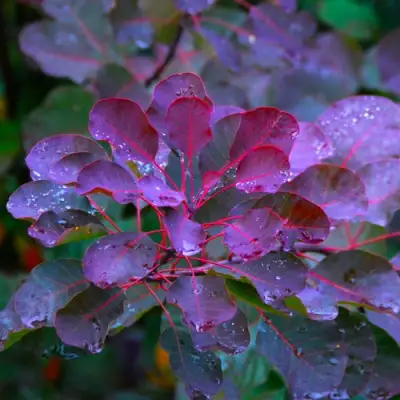 Скумпия ГРЕЙС в Мозыре