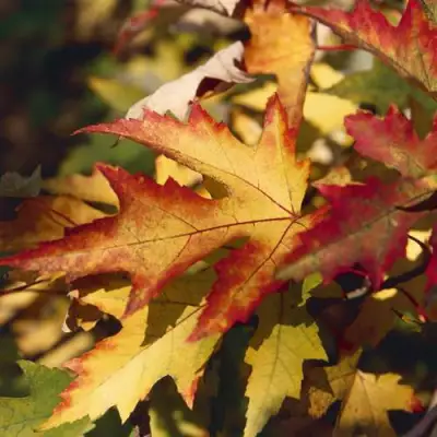 Клен серебристый в Мозыре
