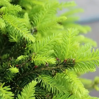 Ель НИДИФОРМИС обыкновенная в Мозыре