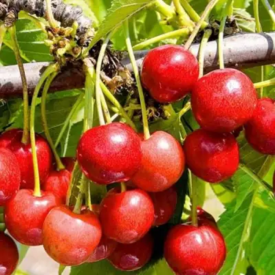 Черешня БЮТТНЕРА КРАСНАЯ в Мозыре