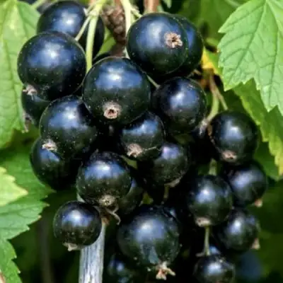 Смородина чёрная СЕЛЕЧЕНСКАЯ в Мозыре