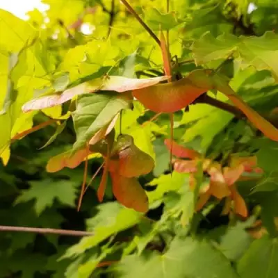 Клен ложноплатановый в Мозыре