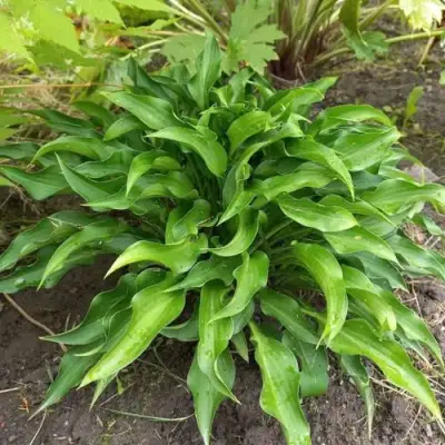 Хоста ГАРРИ ВАН ТРИЕР в Мозыре