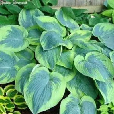 Хоста ТОКУДАМА ФЛАВОЦИРЦИНАЛИС гибридная в Мозыре