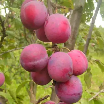 Слива ЭДИНБУРГСКАЯ в Мозыре