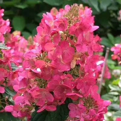 Гортензия МЕГА МИНДИ метельчатая в Мозыре