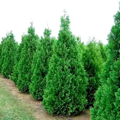 Туя СПИРАЛИС западная в Мозыре