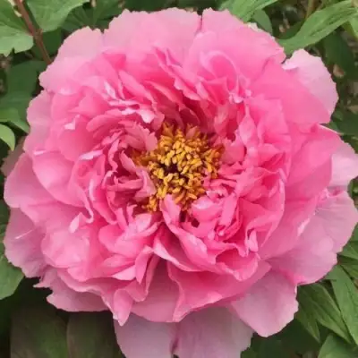 Пион РОЗОВЫЙ ЛОТОС древовидный в Мозыре