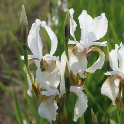 Ирис АЛЬБА сибирский в Мозыре