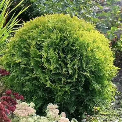 Туя ЕЛЛОУ ГЛОБ западная в Мозыре