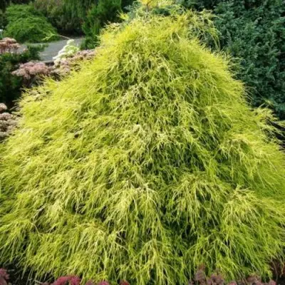 Кипарисовик ФИЛИФЕРА АУРЕА горохоплодный в Мозыре