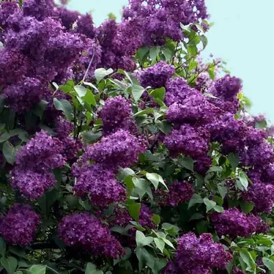 Сирень ИНДИЯ в Мозыре