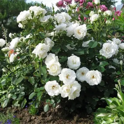 Роза АЛАБАСТЕР флорибунда в Мозыре