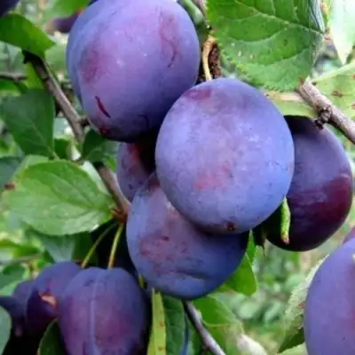 Слива ПЕРДРИГОН в Мозыре