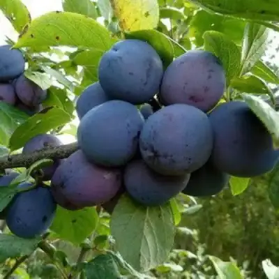 Слива КРОМАНЬ в Мозыре