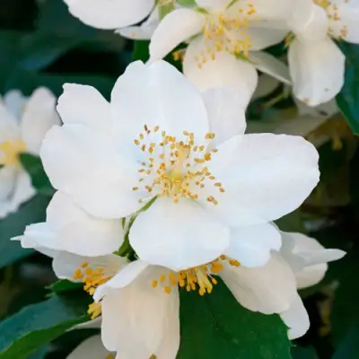 Жасмин ЮСТИНКА в Мозыре