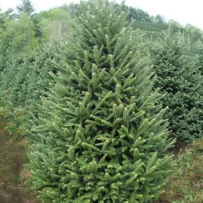 Пихта ФРАЗЕРА в Мозыре