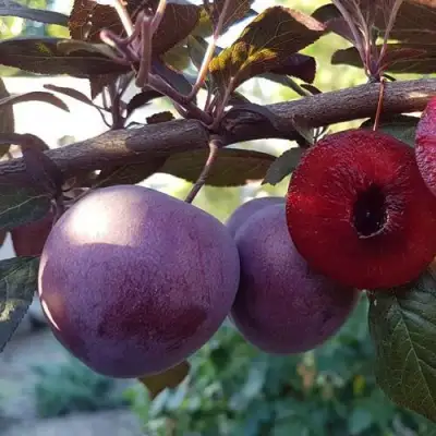 Слива ПАННА в Мозыре