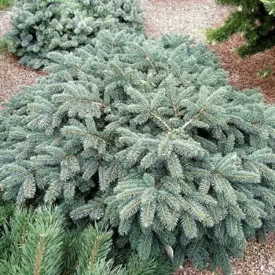 Ель НАНА сизая в Мозыре